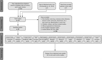 Development of idealized human aortic models for in vitro and in silico hemodynamic studies